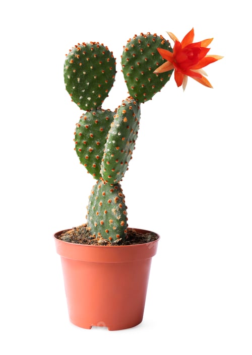 Preview: Cactus with blooming flower isolated on white