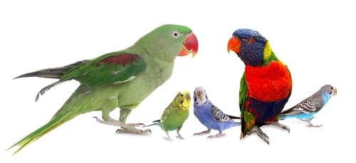 Preview: Different parrots on white background. Feathered pet
