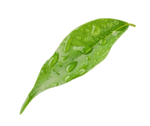 Preview: One fresh green citrus leaf with water drops isolated on white
