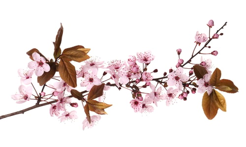 Preview: Branch of cherry plum tree with beautiful blossoms isolated on white
