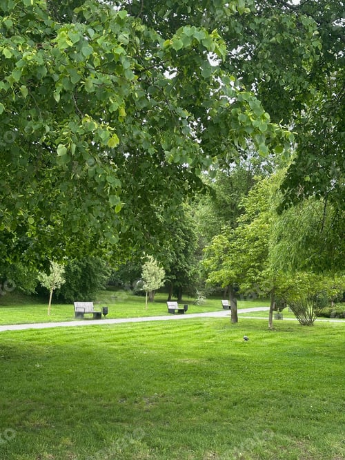 Preview: Green lawn, pathway, trees and benches in beautiful park