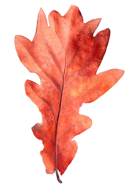 Preview: Bright red leaf isolated on white. Autumn season