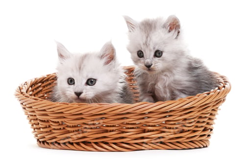 Preview: Cute fluffy kittens in wicker basket on white background