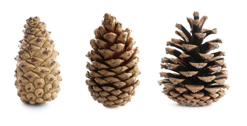 Preview: Set of pine cones isolated on white