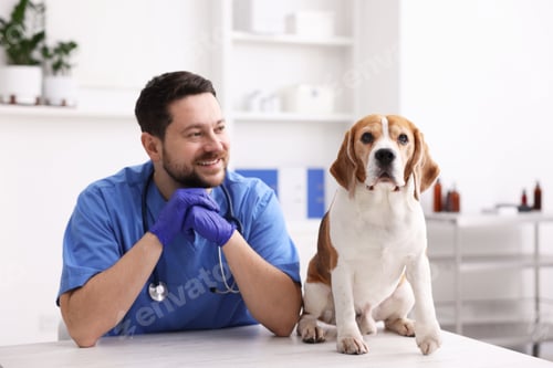 Preview: Smiling veterinarian in scrubs and medical gloves with cute dog at light wooden table in clinic