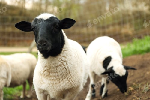 Preview: Many beautiful sheep grazing outdoors. Farm animals
