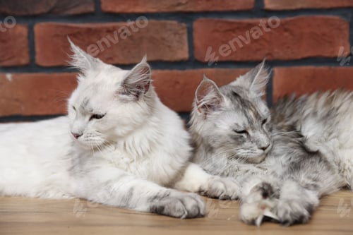 Preview: Cute Maine Coon cats resting on wooden table at home. Adorable pet