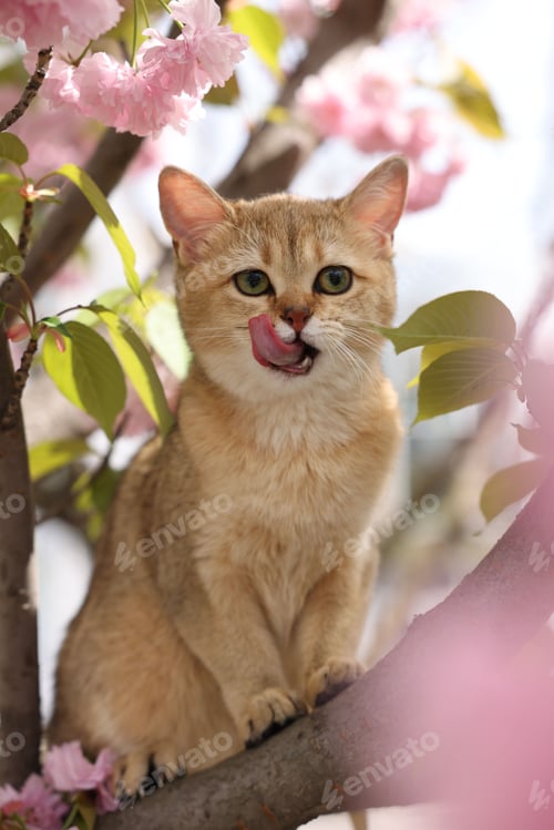 Preview: Cute cat on spring tree branch with beautiful blossoms outdoors