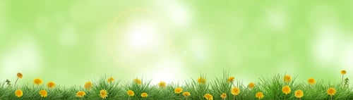 Preview: Yellow dandelions growing among lush grass against blurred green background, banner design. Spring s