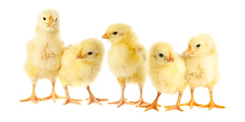 Preview: Cute fluffy chicks on white background. Baby animals