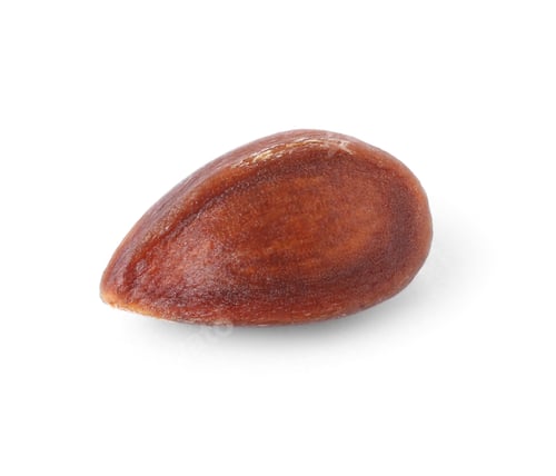 Preview: One dry apple seed isolated on white