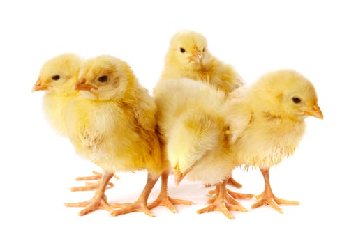 Preview: Cute yellow chicks on white background. Baby animals
