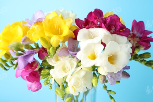 Preview: Beautiful freesia flowers in vase on light blue background, closeup