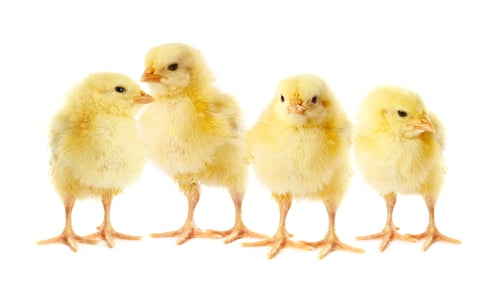 Preview: Cute fluffy chicks on white background. Baby animals