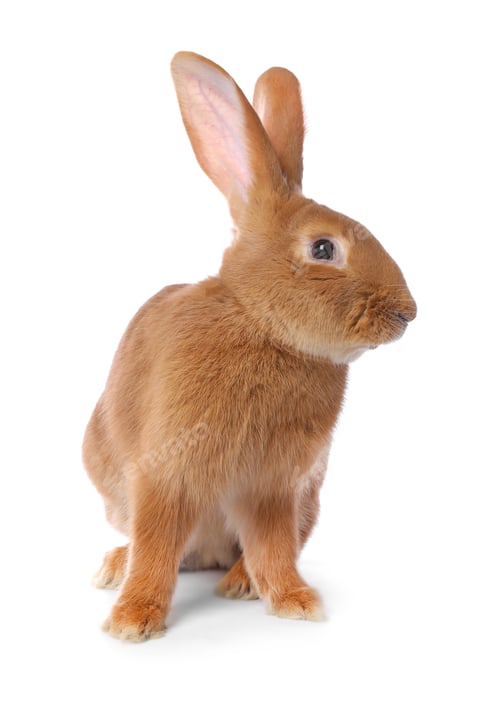 Preview: Cute fluffy Easter bunny isolated on white