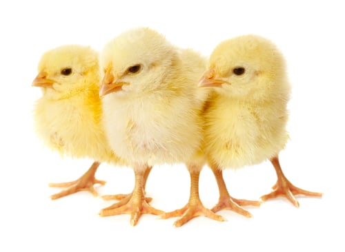 Preview: Cute yellow chicks on white background. Baby animals