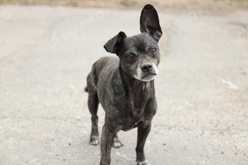 Preview: Homeless animal. Cute stray dog outdoors, closeup