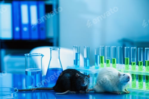 Preview: Cute rats and laboratory glassware with samples on table indoors, closeup