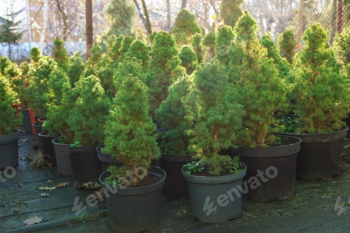Preview: Many small spruce trees in pots at market. Christmas celebration