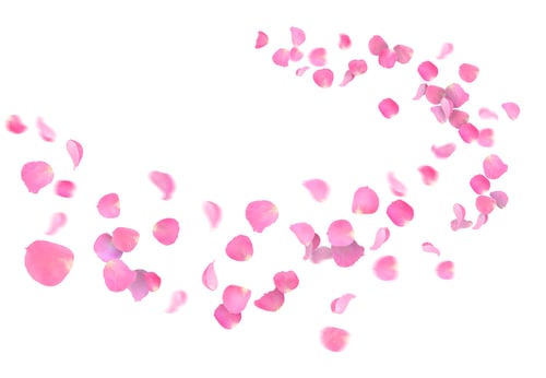 Preview: Pink rose petals flying in air on white background
