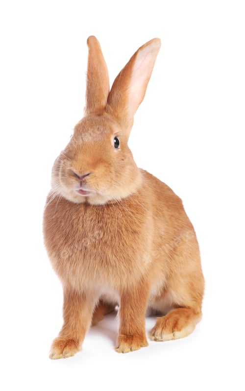 Preview: Cute fluffy Easter bunny isolated on white