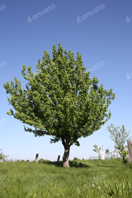 Preview: Beautiful tree growing outdoors on sunny day