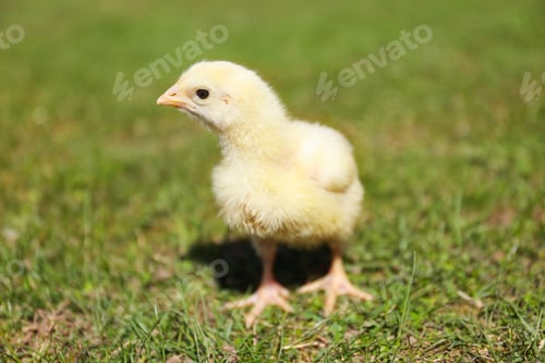 Preview: Cute baby chick on green grass outdoors