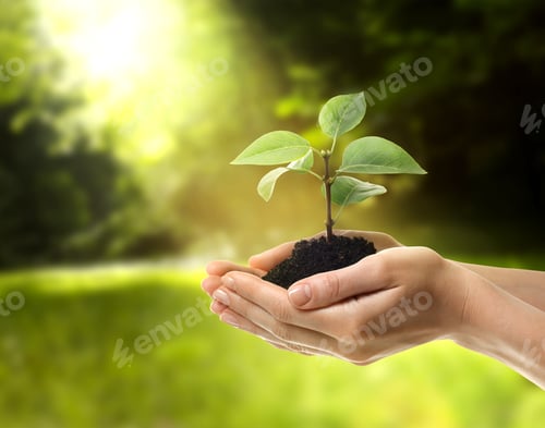 Preview: Woman holding soil with green sprout in nature, closeup