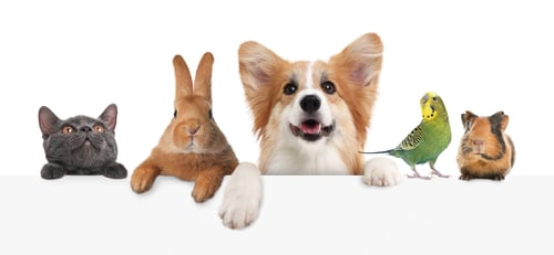 Preview: Cute pets peeking out on white background, banner design