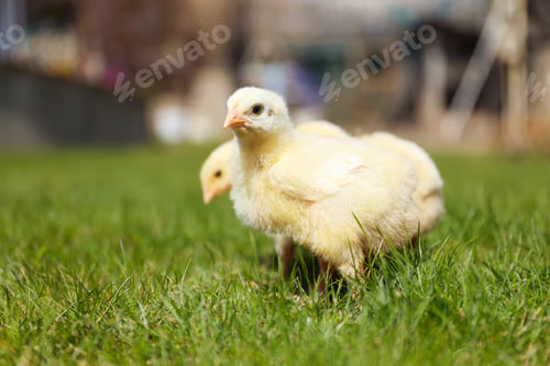 Preview: Cute baby chicks on green grass outdoors