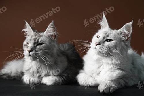 Preview: Adorable pet. Cute Maine Coon cats on color background