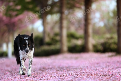 Preview: Cute Border Collie dog in park, space for text
