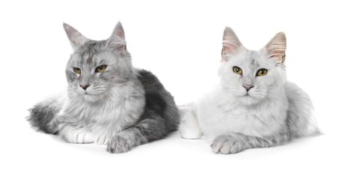 Preview: Adorable pet. Cute Maine Coon cats on white background