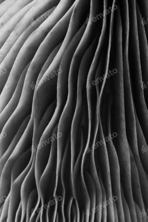 Preview: Oyster mushroom, macro view. Black and white effect
