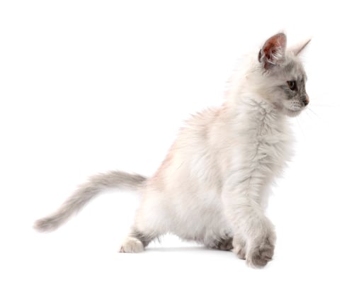 Preview: Cute Maine Coon kitten on white background