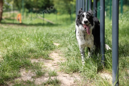 Preview: Dog running through weaving poles at training ground. Space for text