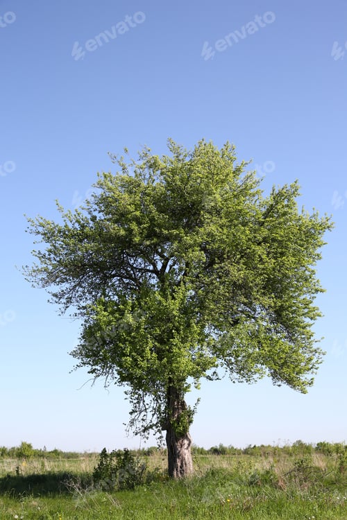 Preview: Beautiful tree growing outdoors on sunny day
