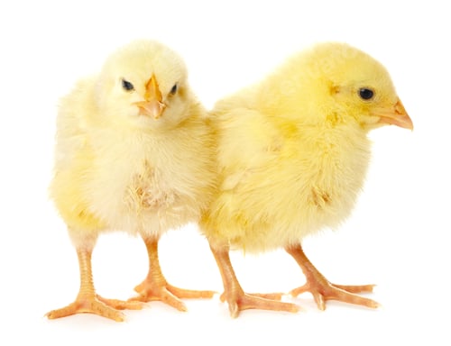 Preview: Cute yellow chicks on white background. Baby animals