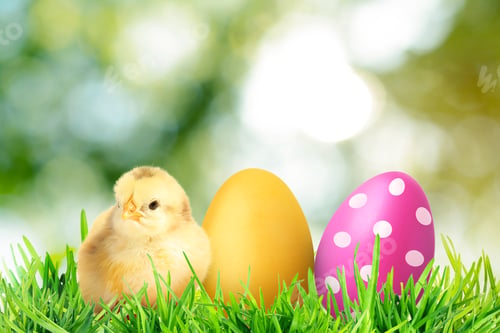 Preview: Easter eggs and cute fluffy chick in green grass outdoors
