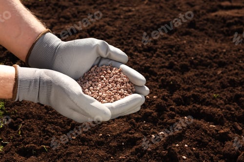 Preview: Man holding granulated fertilizer over soil on sunny day, closeup. Space for text
