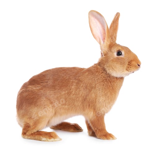 Preview: Cute fluffy Easter bunny isolated on white
