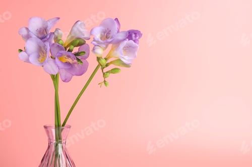 Preview: Beautiful freesia flowers in vase on pink background, closeup. Space for text