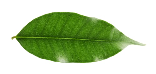 Preview: One fresh green citrus leaf isolated on white