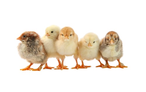 Preview: Many cute chicks isolated on white. Baby animals