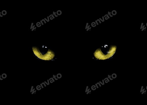 Preview: Golden cat eyes visible in darkness. Halloween vibe