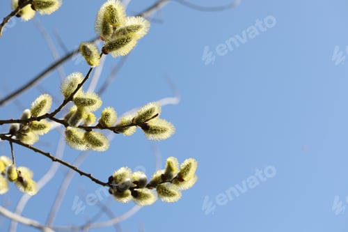 Preview: Beautiful pussy willow branches with catkins under blue sky, low angle view. Space for text