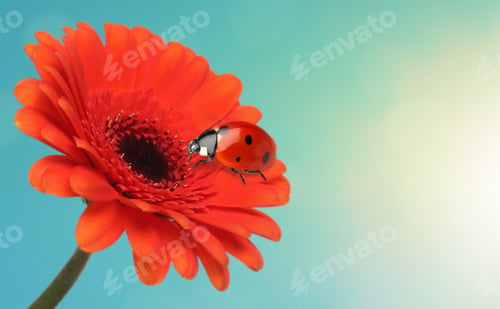 Preview: Spring season. Small ladybug on red gerbera flower against sky