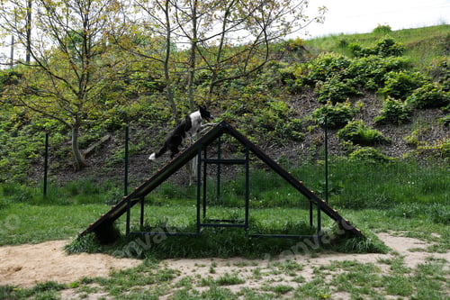 Preview: Dog climbing A-frame obstacle at training ground