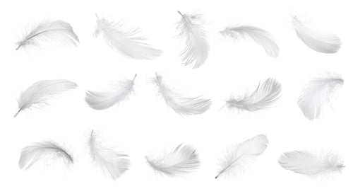Preview: Collection of bird feathers isolated on white