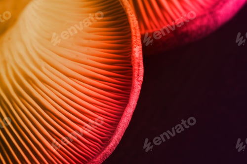 Preview: Oyster mushrooms, closeup view. Toned in color gradient
